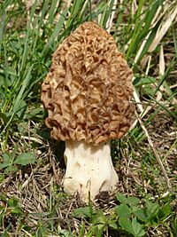 Archivo:Morchella esculenta 270408