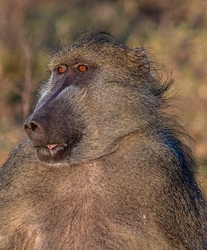 Papión chacma (Papio ursinus), parque nacional de Chobe, Botsuana, 2018-07-28, DD 92.jpg