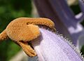 Paulownia detail