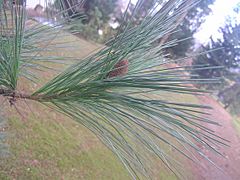Archivo:Pinus ayacahuite zampach1
