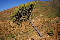Archivo:Pinus pinaster Sierra Bermeja