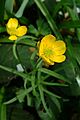 Ranunculus auricomis