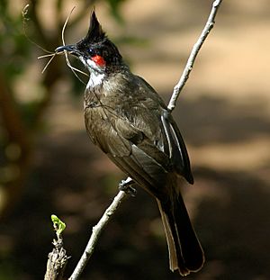 Archivo:Red-whiskered Bulbul-web