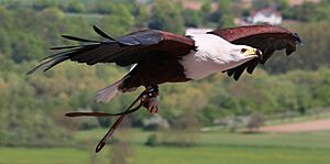 Archivo:Schreiseeadler Haliaeetus vocifer amk