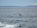 Seagull in the White sea