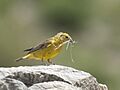 Sicalis mendozae - Monte Yellow-Finch (cropped)