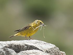 Sicalis mendozae - Monte Yellow-Finch (cropped).jpg