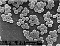 Staphylococcus aureus 01