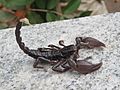 Unidentified Heterometrus species - Scorpion at Peravoor (27)
