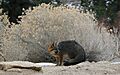 Urocyon cinereoargenteus grayFox cameo