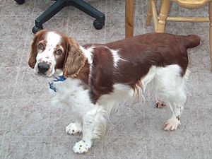 Archivo:Welsh springer spaniel cwrt afon aled
