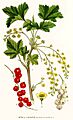 280 Ribes rubrum