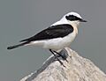 45-090506-black-eared-wheatear-at-Ipsilou-Monastery-