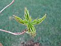 Acer saccharum 03
