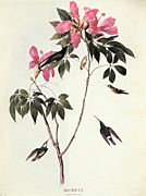 Adrien Taunay - Bombacaceae - Chorisia speciosa