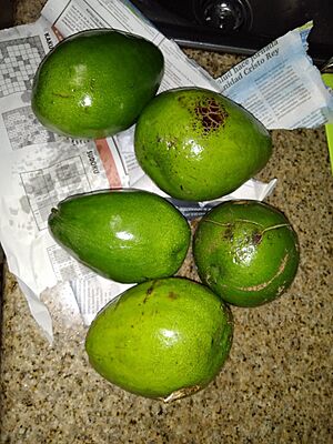 Archivo:Aguacates Dominicanos