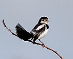 Archivo:Alectrurus tricolor - Cock-tailed Tyrant (male)