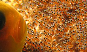 Archivo:Anemone Fish protecting its spawn