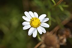 Archivo:Argyranthemum foeniculaceum Heyerdahl