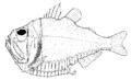 Argyropelecus gigas (Giant hatchetfish)