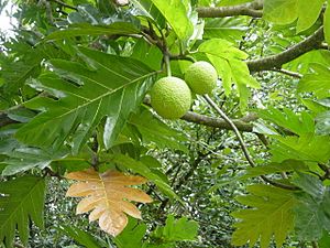 Archivo:Artocarpus altilis