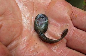 Archivo:Ascaphus montanus tadpole