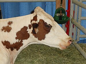 Archivo:Ayrshire cattle