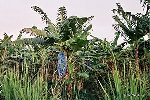 Archivo:Bananaplantstlucia