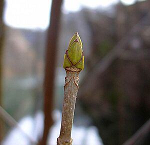 Archivo:Baumknospe
