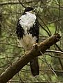 Black Sparrowhawk white morph 2 x