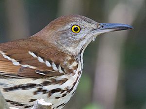 Archivo:Brown Thrasher by Dan Pancamo 1