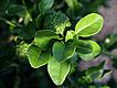 C hystrix kaffir lime leaves.jpg