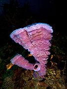 Callyspongia vaginalis (Branching Vase Sponge - pink variation)