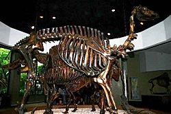 Archivo:Camelops hesternus skeleton1