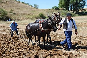 Archivo:Castrillo de Villavega Festival of La Trilla Plowing 001