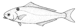 Centrolophus niger (Rudderfish).gif