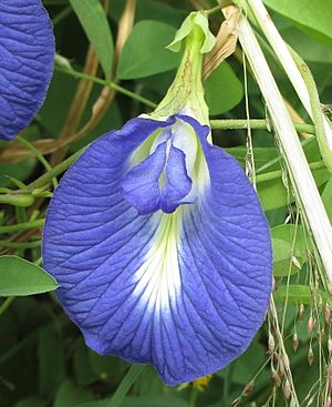 Archivo:Clitoria ternatea - blue (8688660560)