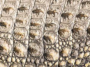Archivo:Crocodylus niloticus (skin)