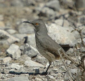 Curve-billed Thrasher 001.jpg