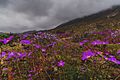 Desierto Florido 2