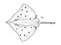 Dipturus innominatus (New Zealand smooth skate)