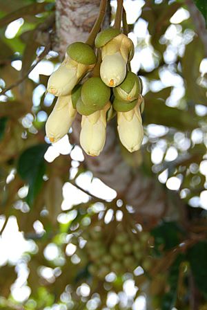 Archivo:Durian flower