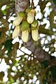 Durian flower