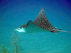Archivo:Eagle ray jb