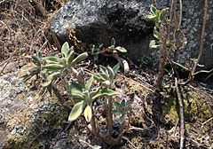 Archivo:Echeveria coccinea