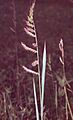Echinochloa crus-galli