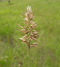 Echinopogon caespitosus.jpg