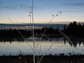 Elk Island