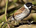 Emberiza schoeniclus M