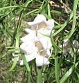 Eremophila bignoniiflora